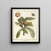 Treatise on Fruit Trees Pl58 - Henri-Louis Duhamel du Monceau — framed artwork on a wall