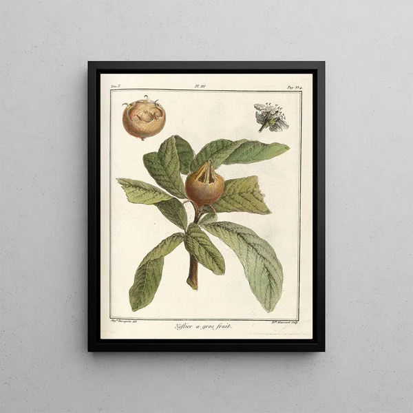 Treatise on Fruit Trees Pl58 - Henri-Louis Duhamel du Monceau — framed artwork on a wall