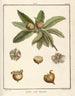 Treatise on Fruit Trees Pl59 - Henri-Louis Duhamel du Monceau — artwork view
