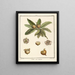 Treatise on Fruit Trees Pl59 - Henri-Louis Duhamel du Monceau — framed artwork on a wall