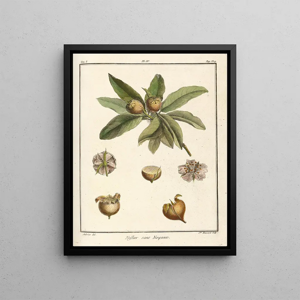 Treatise on Fruit Trees Pl59 - Henri-Louis Duhamel du Monceau — framed artwork on a wall