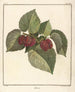 Treatise on Fruit Trees Pl60 - Henri-Louis Duhamel du Monceau — artwork view