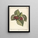 Treatise on Fruit Trees Pl60 - Henri-Louis Duhamel du Monceau — framed artwork on a wall