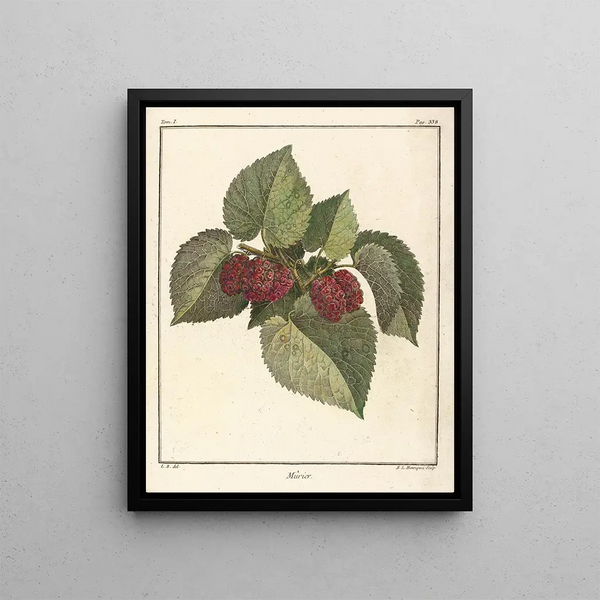Treatise on Fruit Trees Pl60 - Henri-Louis Duhamel du Monceau — framed artwork on a wall