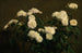 White Roses Still Life - Henri Fantin-Latour — artwork view