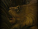 Lion Head - Henri Rousseau — artwork view