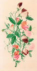 Sweet Pea - Henrietta Benson Homer — artwork view