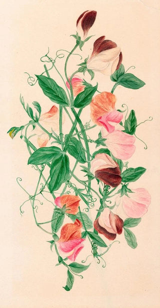 Henrietta Benson Homer - Sweet Peas.webp