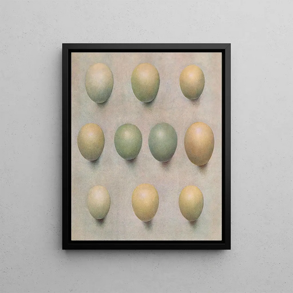 Ducklings painting of British diving ducks - Henrik Grönvold — framed artwork on a wall