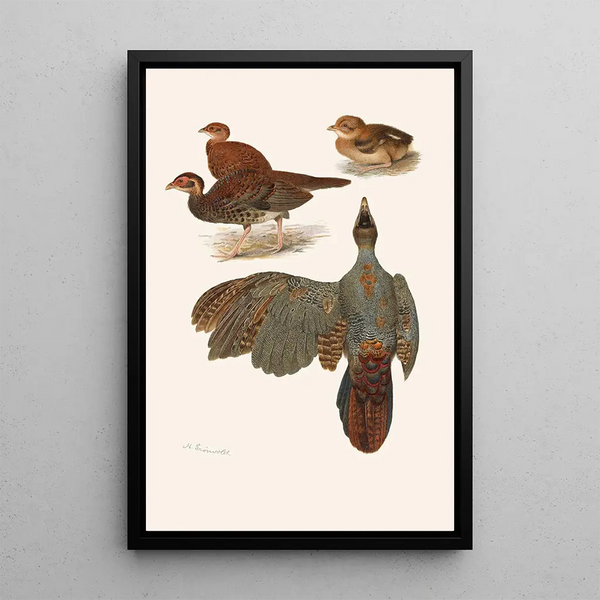 Plumages des faisans huppés de Bornéo et du Siam - Henrik Grönvold — framed artwork on a wall