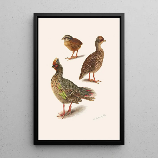 Plumages de la perdrix sanglante de l'Himalaya - Henrik Grönvold — framed artwork on a wall