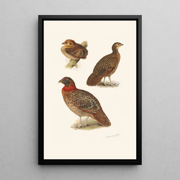 Plumages of Tragopans - Henrik Grönvold — framed artwork on a wall