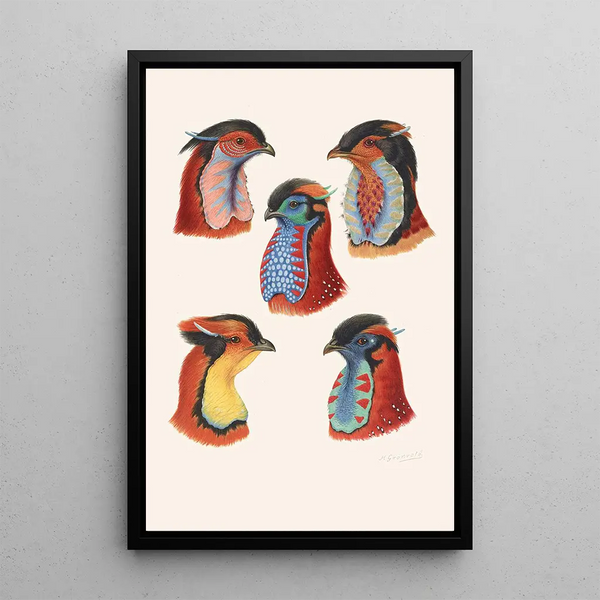 Caroncules de coqs tragopans - Henrik Grönvold — framed artwork on a wall