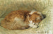 a sleeping cat - Henriette Ronner-Knip — artwork view