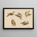 Études d'un hibou et de deux loriots - Henriette Ronner-Knip — framed artwork on a wall