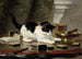 The cat playing - Henriette Ronner-Knip — artwork view