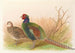 Green Japanese Pheasant Painting - Henry Jones — artwork view
