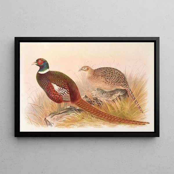 Pheasant Kyrgyz Mongolian - Henry Jones — framed artwork on a wall