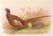 Prince of Wales Pheasant Painting - Henry Jones — artwork view