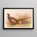 Prince of Wales Pheasant Painting - Henry Jones — framed artwork on a wall
