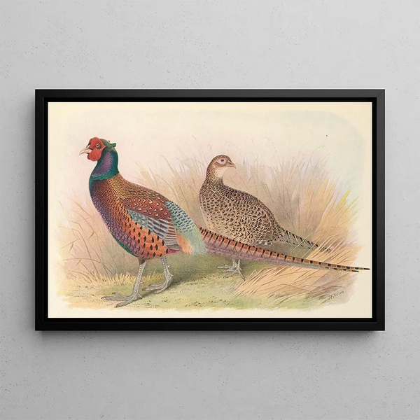 Pheasant by Strauch - Henry Jones — framed artwork on a wall