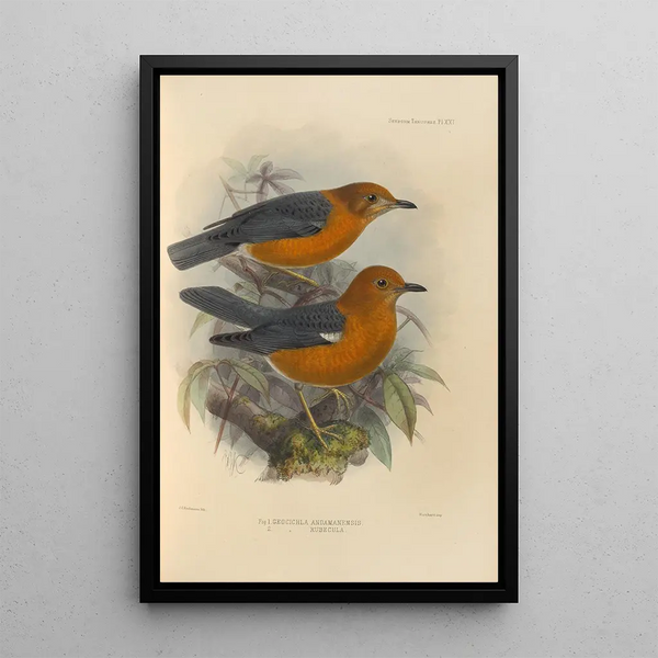 Geocichla Andamanensis Geocichla Rubecula - Henry Seebohm — framed artwork on a wall