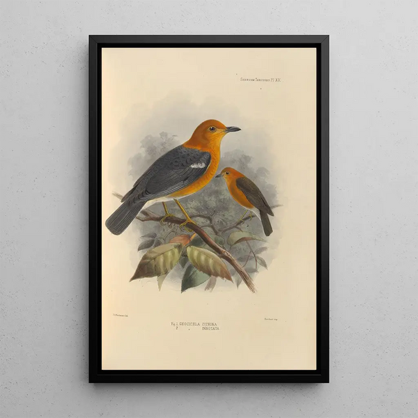 Geocichla Citrina Geocichla Innotata - Henry Seebohm — framed artwork on a wall