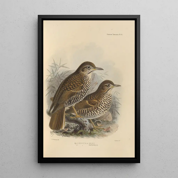 Geocichla Heinii Geocichla Papuensis - Henry Seebohm — framed artwork on a wall