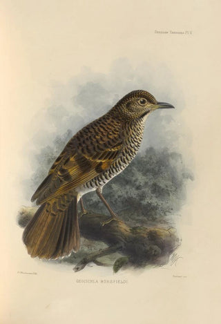 Henry Seebohm - Geocichla Horsfieldi.webp