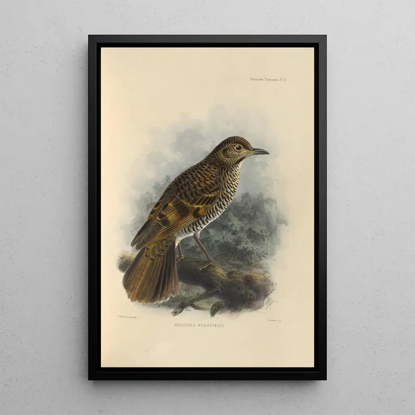 Geocichla Horsfieldi - Henry Seebohm — framed artwork on a wall