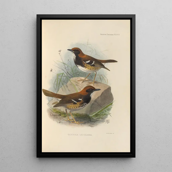 Geocichla Leucolaema - Henry Seebohm — framed artwork on a wall