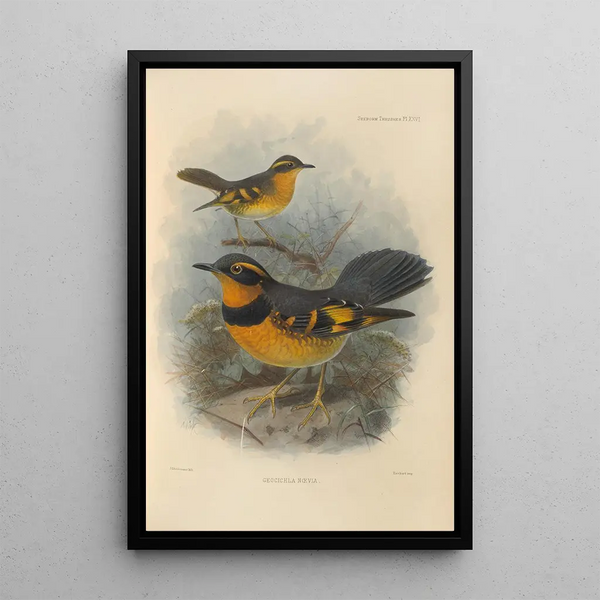 Geocichla Naevia - Henry Seebohm — framed artwork on a wall