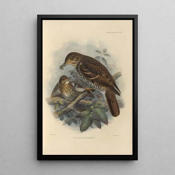 Geocichla Nilgiriensis - Henry Seebohm — framed artwork on a wall