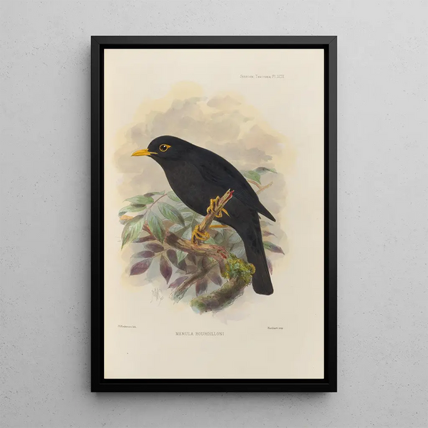 Merula Bourdilloni - Henry Seebohm — framed artwork on a wall