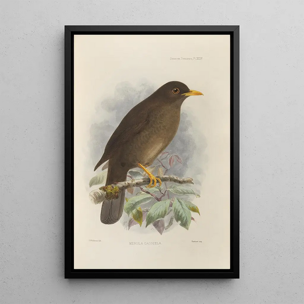Merula Cacozela - Henry Seebohm — framed artwork on a wall