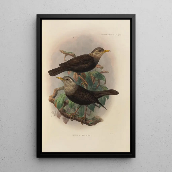 Merula Canescens - Henry Seebohm — framed artwork on a wall