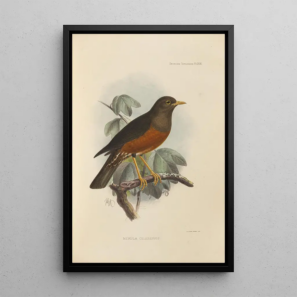 Merula Celebensis Painting - Henry Seebohm — framed artwork on a wall