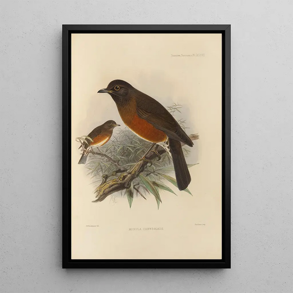 Merula Chrysolaus - Henry Seebohm — framed artwork on a wall