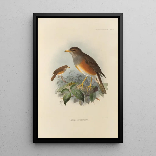 Merula Erythropleura - Henry Seebohm — framed artwork on a wall