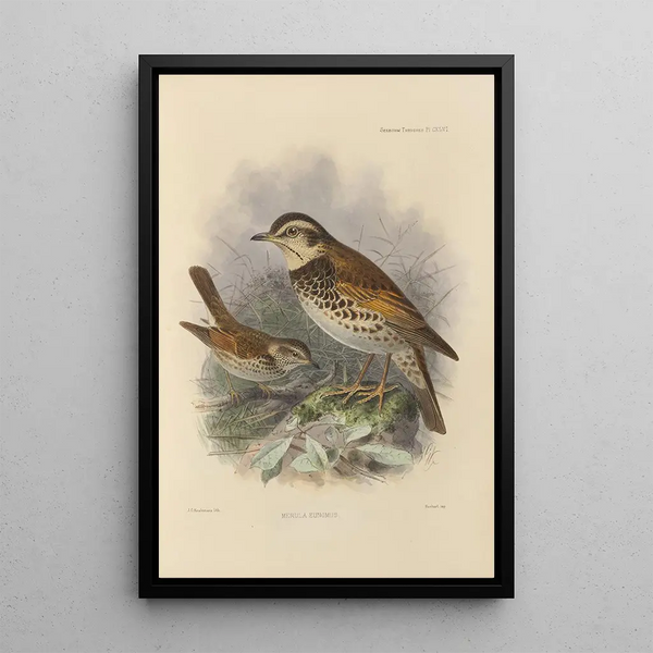 Merula Eunomus Painting - Henry Seebohm — framed artwork on a wall