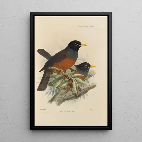 Merula Euryzona - Henry Seebohm — framed artwork on a wall