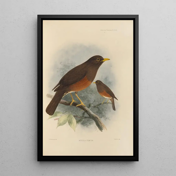 Merula Fumida - Henry Seebohm — framed artwork on a wall