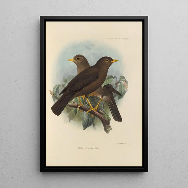 Merula Javanica - Henry Seebohm — framed artwork on a wall