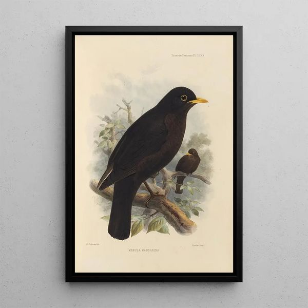 Merula Mandarina - Henry Seebohm — framed artwork on a wall