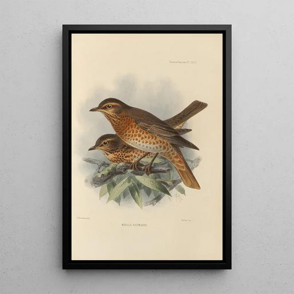 Merula Naumanni - Henry Seebohm — framed artwork on a wall