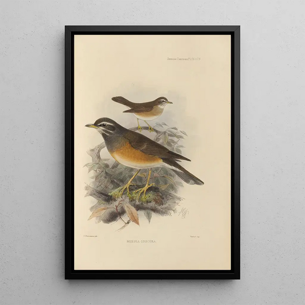 Merula Obscura - Henry Seebohm — framed artwork on a wall