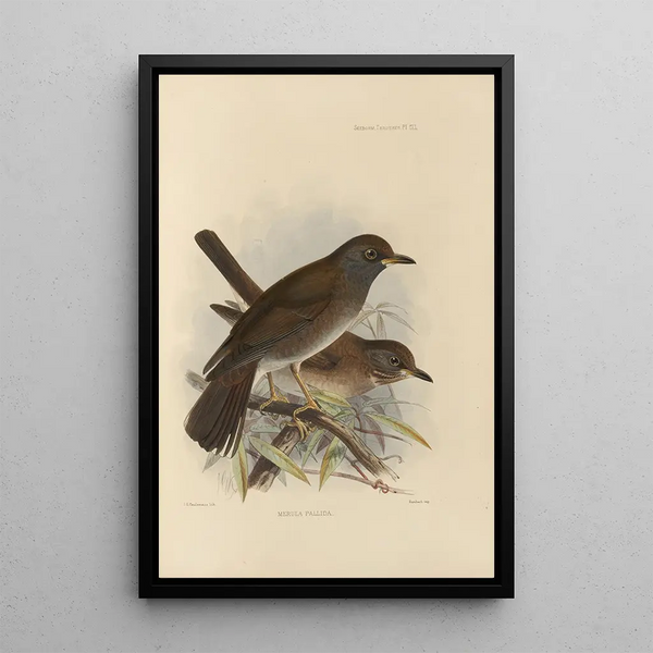 Merula Pallida - Henry Seebohm — framed artwork on a wall