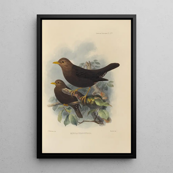 Merula Poliocephala - Henry Seebohm — framed artwork on a wall