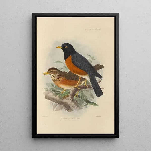 Merula Protomomelaena - Henry Seebohm — framed artwork on a wall