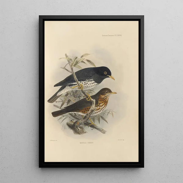 Merula Reevei - Henry Seebohm — framed artwork on a wall